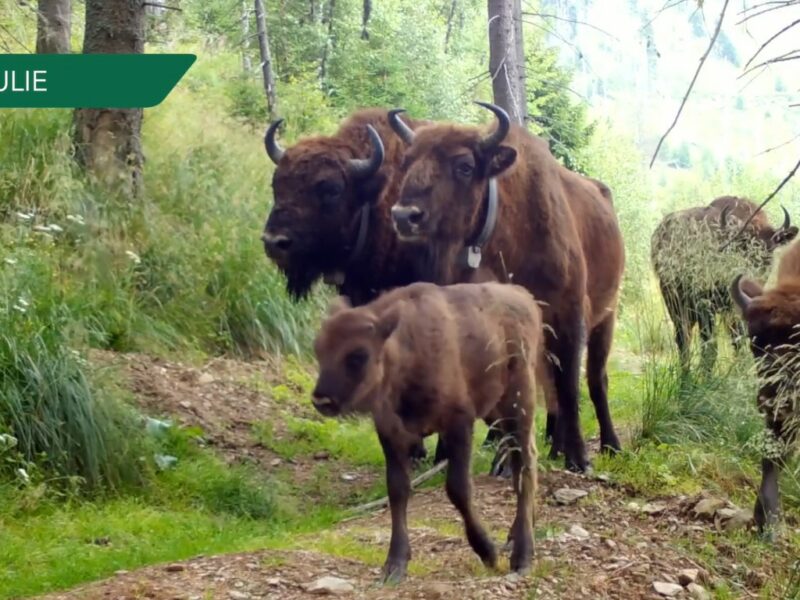 video parada animalelor sălbatice din munții făgăraș în 90 de secunde