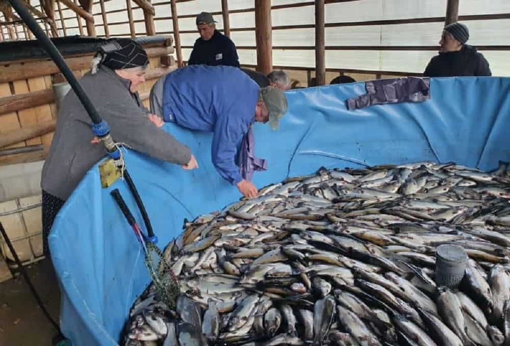 focar de septicemie la încă o păstrăvărie din cârțișoara – toți peștii vor fi uciși