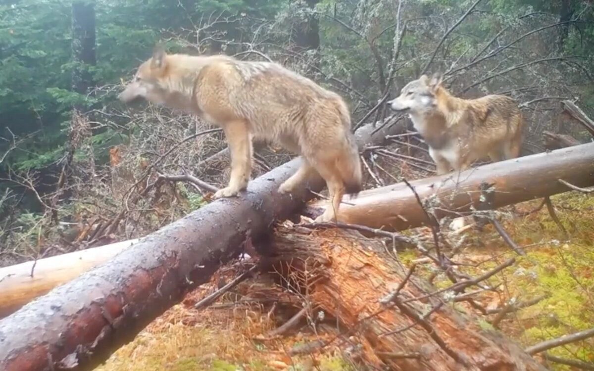 video „cel mai tranzitat buștean din piatra craiului” - imagini spectaculoase cu fauna româniei surprinse de o cameră montată în pădure