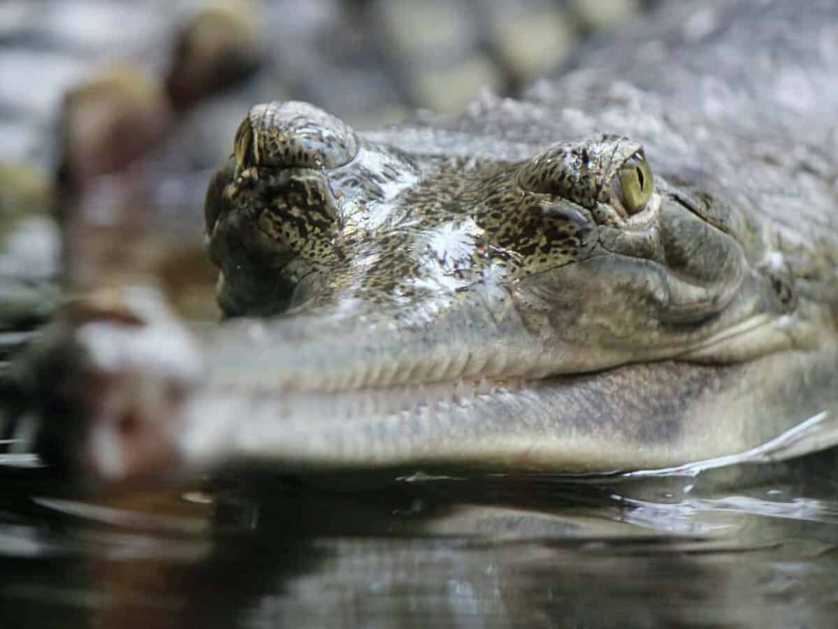 expoziție cu dinți de crocodili la muzeul de istorie - au fost găsiți în urmă cu 100 de ani la turnu roșu