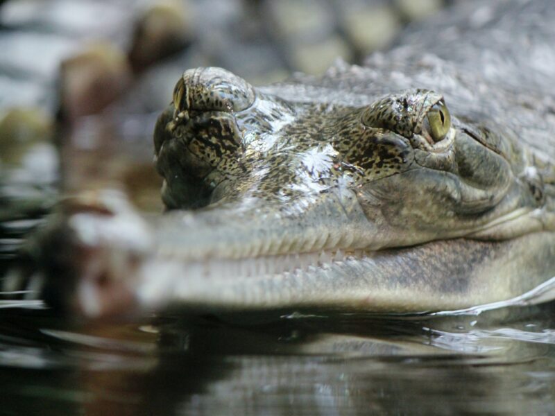 expoziție cu dinți de crocodili la muzeul de istorie - au fost găsiți în urmă cu 100 de ani la turnu roșu