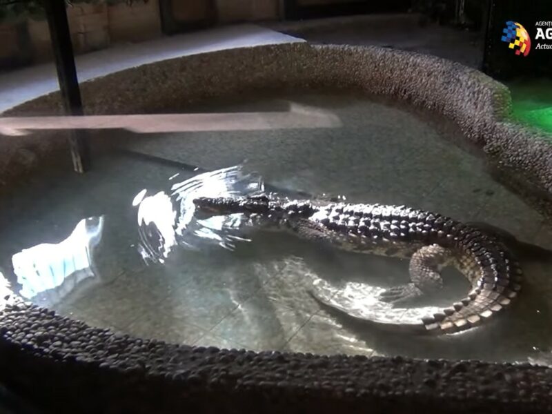 video cel mai mare crocodil dintr-o grădină zoologică este la sibiu - cântărește aproape 300 de kilograme