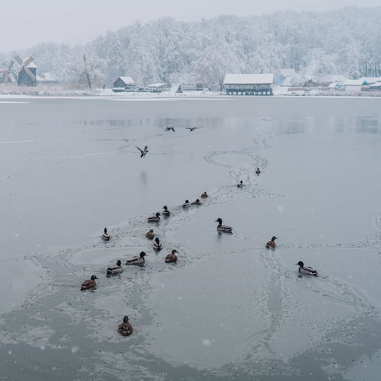 foto peisaj feeric la muzeul în aer liber - căsuțele au îmbrăcat o haină nouă