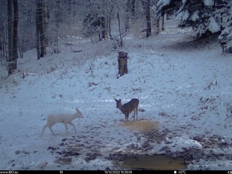 FOTO Căprioară albă surprinsă în Bucegi - Este extrem rară pentru fauna din România