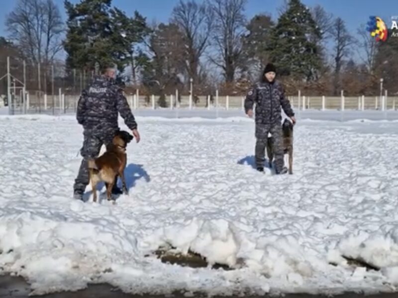 VIDEO Centrul Chinologic de la Sibiu, singurul loc din România în care câinii sunt pregătiți să salveze oameni în caz de cutremur