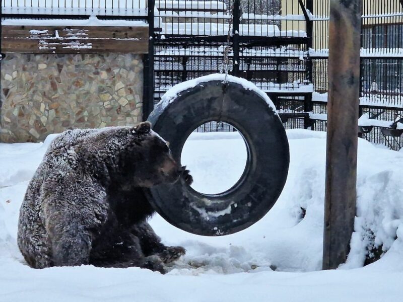 VIDEO Baloo, în centrul atenției la Grădina Zoologică din Sibiu - Ursul se bucură din belșug de zăpadă