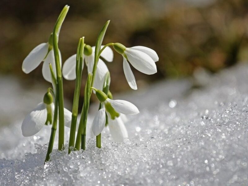 temperaturi scăzute în primele zile de primăvară în transilvania - de când se încălzește vremea