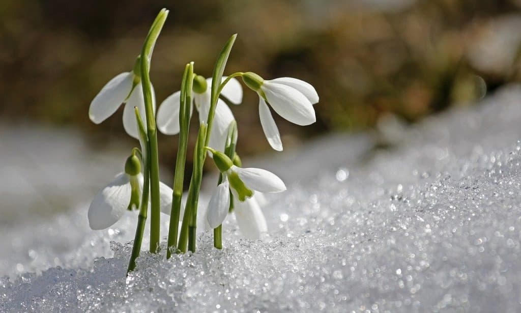 temperaturi scăzute în primele zile de primăvară în transilvania - de când se încălzește vremea