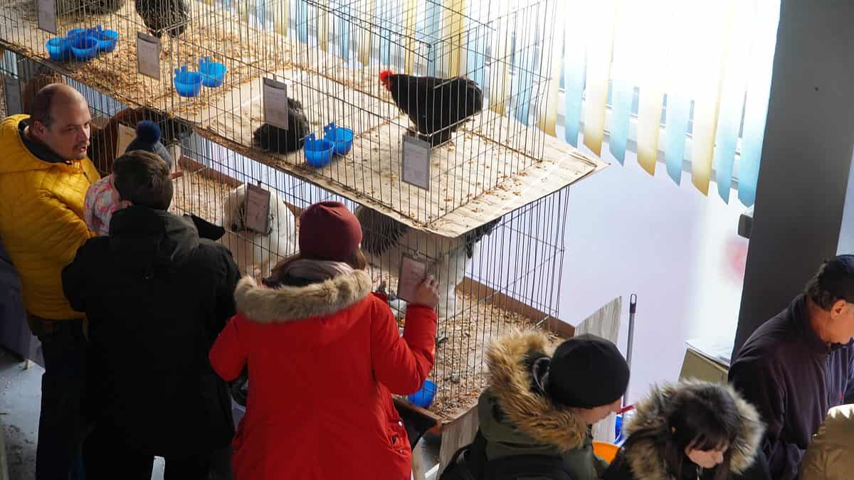 foto video sute de sibieni la expoziția de animale de pe strada rahovei - vedeta ediției: găina care face ouă verzi fără colesterol