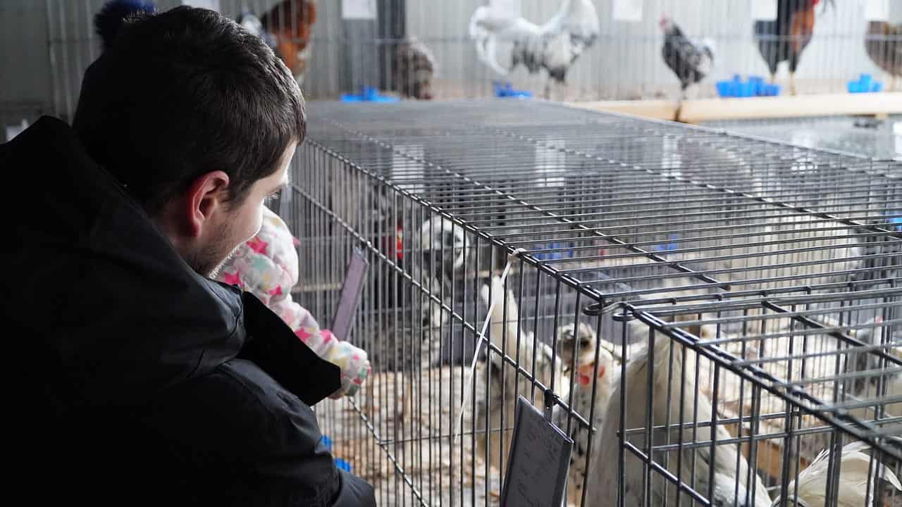 foto video sute de sibieni la expoziția de animale de pe strada rahovei - vedeta ediției: găina care face ouă verzi fără colesterol