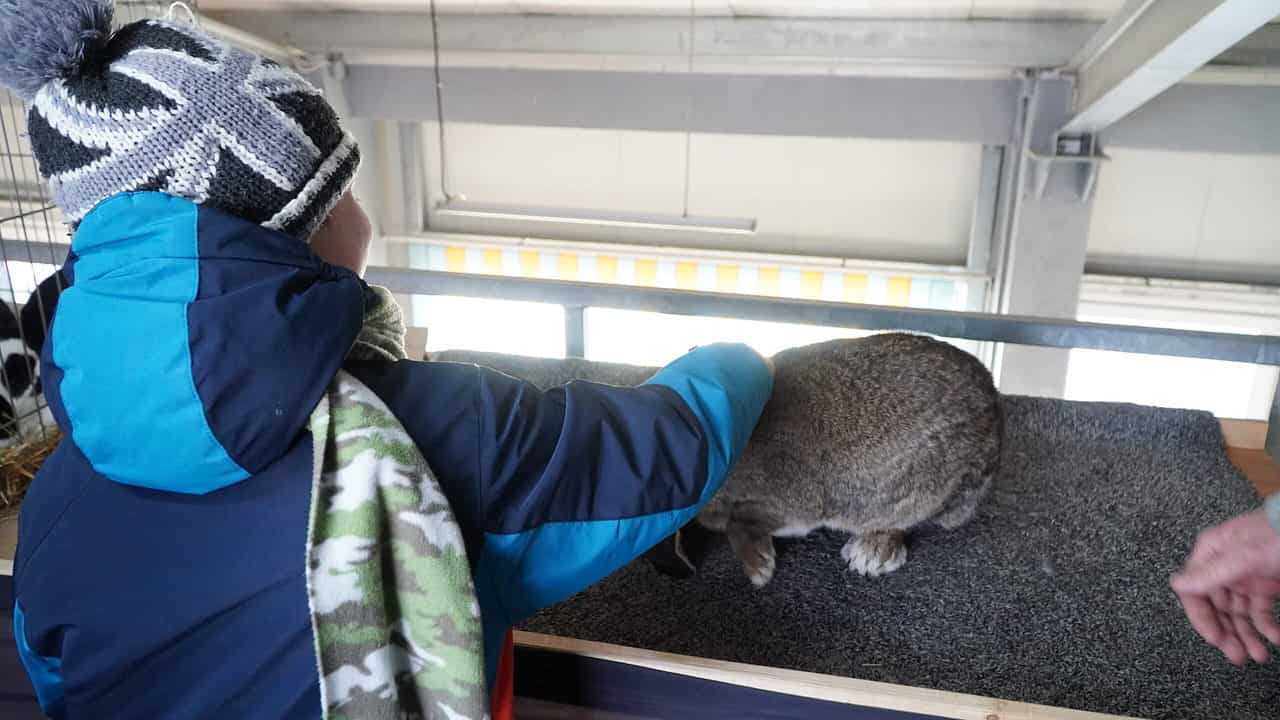 foto video sute de sibieni la expoziția de animale de pe strada rahovei - vedeta ediției: găina care face ouă verzi fără colesterol