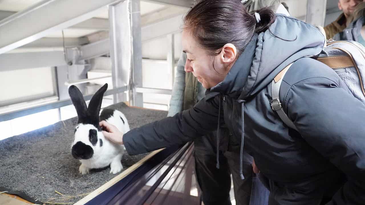 foto video sute de sibieni la expoziția de animale de pe strada rahovei - vedeta ediției: găina care face ouă verzi fără colesterol