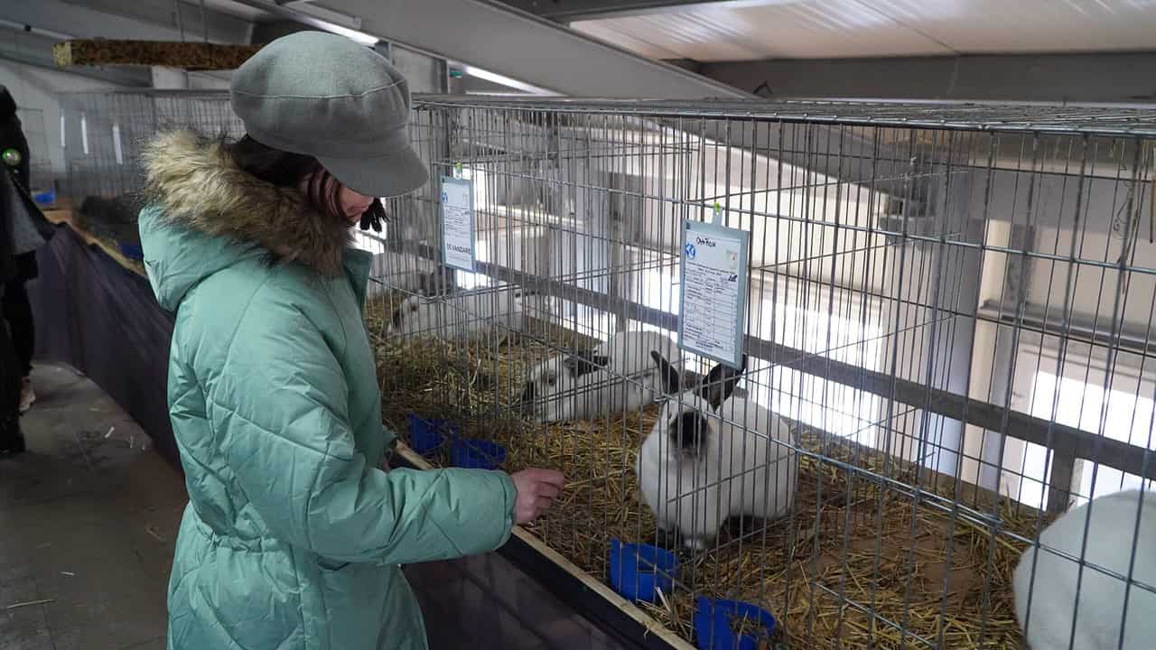 foto video sute de sibieni la expoziția de animale de pe strada rahovei - vedeta ediției: găina care face ouă verzi fără colesterol