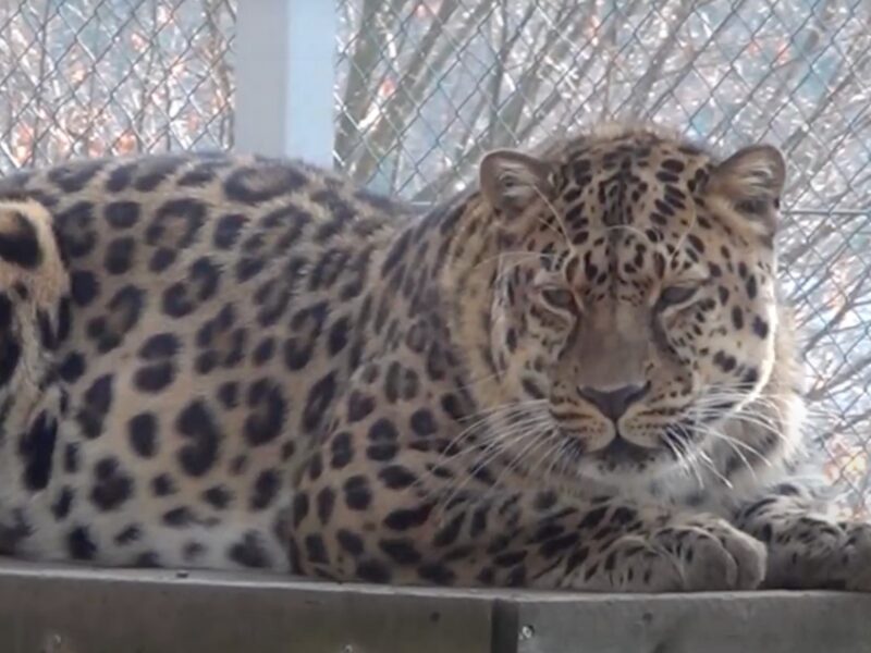 Leopardul de Amur, cea mai rară felină mare din lume, poate fi văzut la Zoo Sibiu