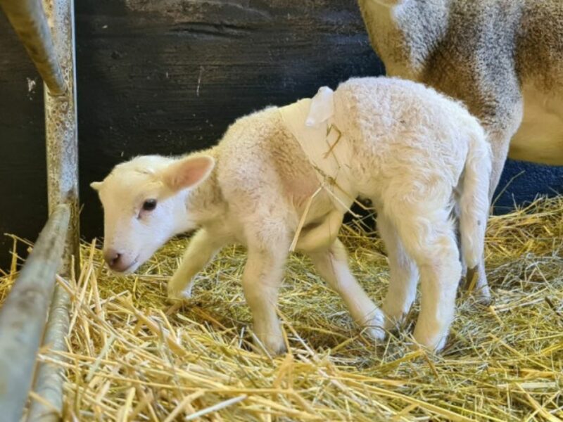 fenomen ciudat la o fermă din germania - un miel s-a născut cu șase picioare