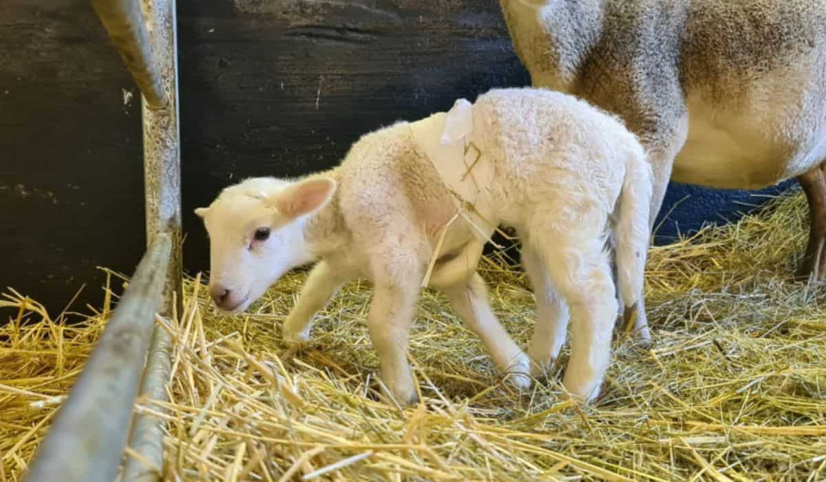 fenomen ciudat la o fermă din germania - un miel s-a născut cu șase picioare