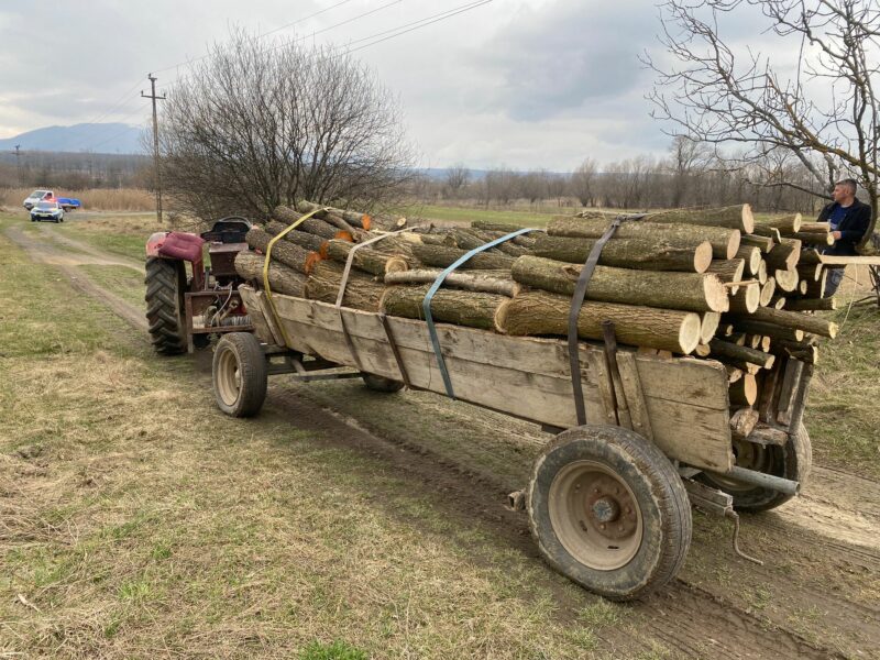 foto: transporturi ilegale de lemne în orlat și la hula bradului - doi sibieni amendați cu 10.000 lei