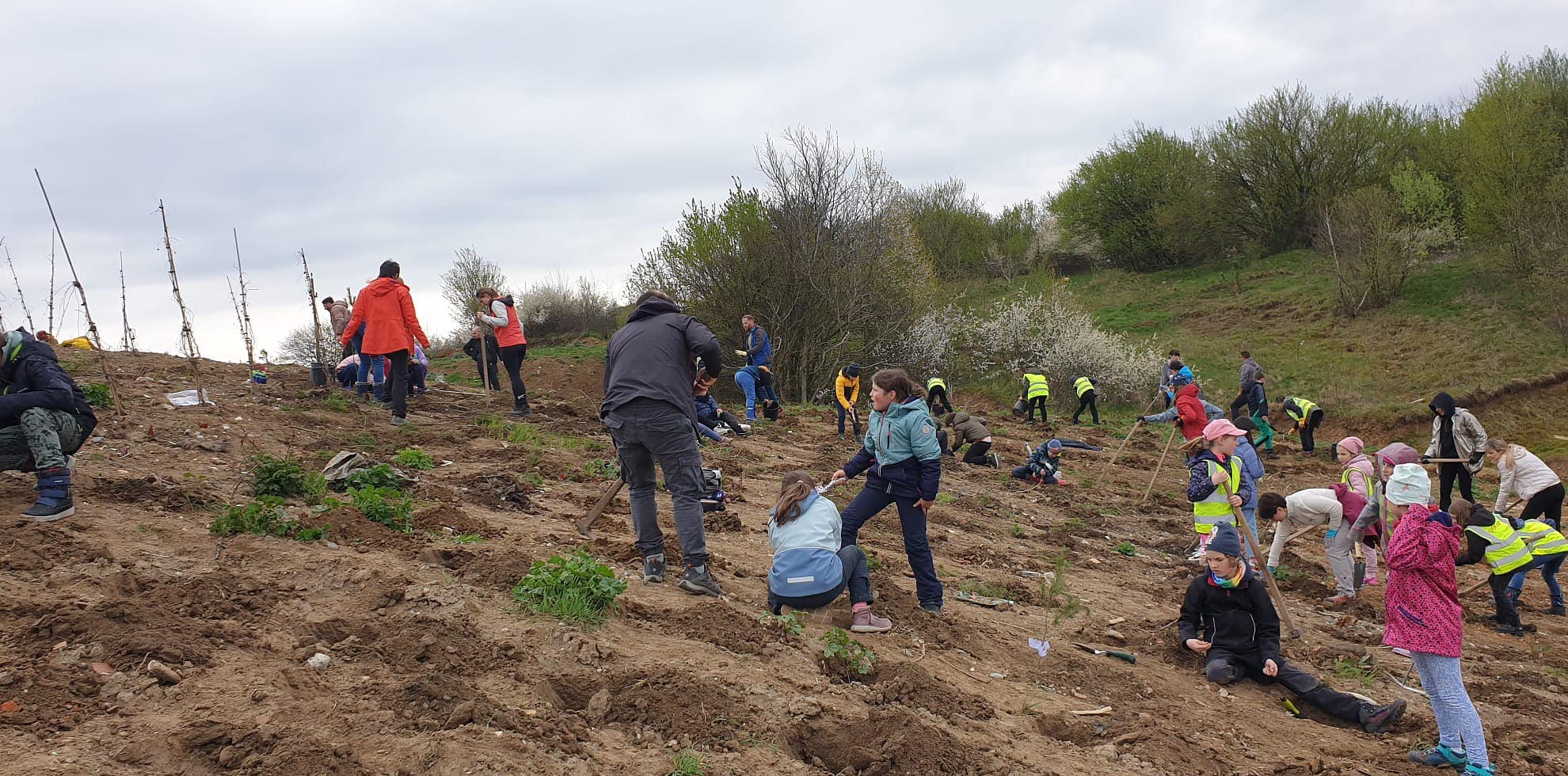 foto - peste 500 de puieți plantați de voluntari pe versantul de lângă cel mai nou parc al sibiului