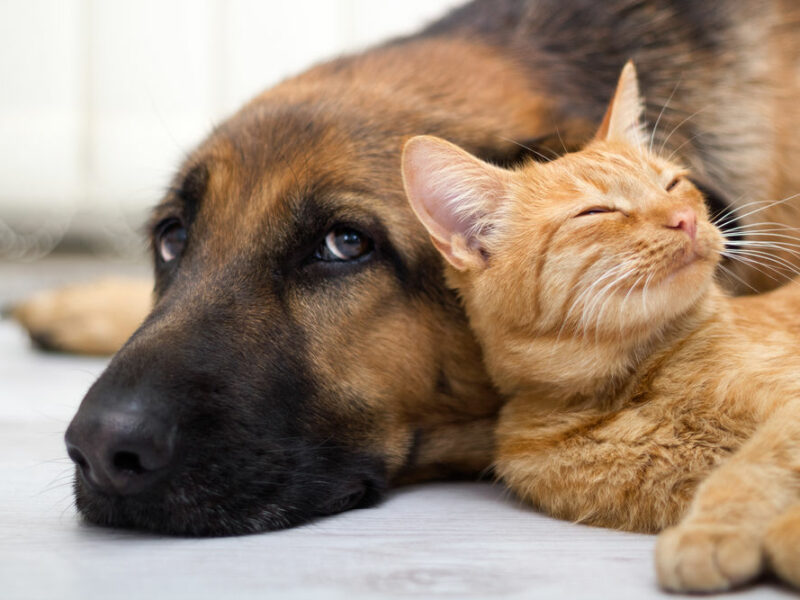 sibiul “văduvit” de crematoriu pentru animale - incinerare doar prin intermediul cabinetelor veterinare - costă aproape 400 de lei