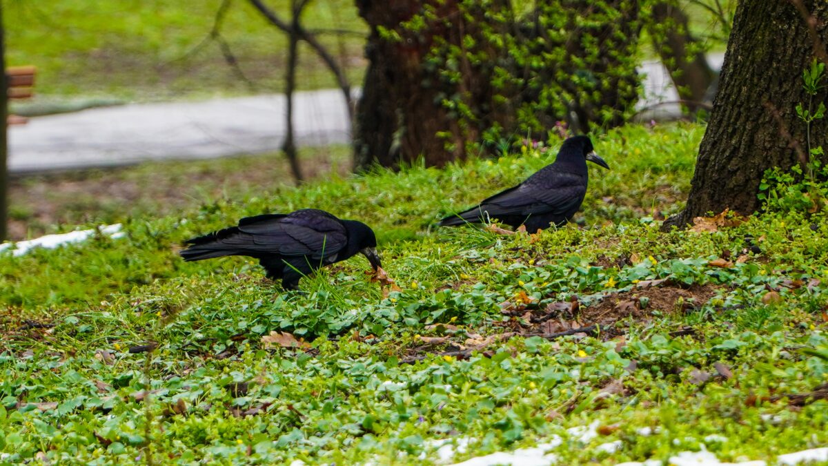 Problema ciorilor în Parcul Sub Arini în continuare nerezolvată. Primăria spune că nu poate să le distrugă cuiburile