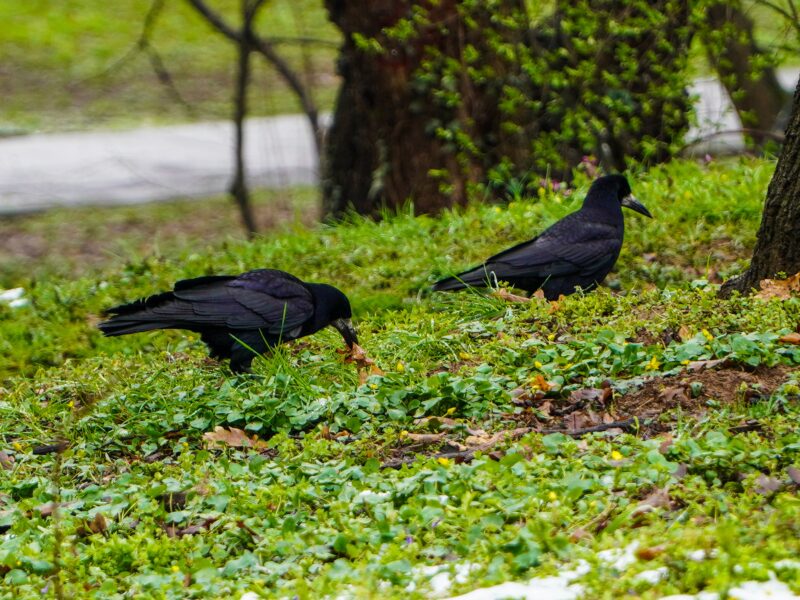 problema ciorilor în parcul sub arini în continuare nerezolvată. primăria spune că nu poate să le distrugă cuiburile