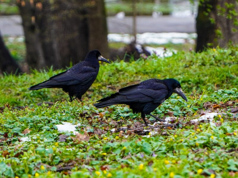 problema ciorilor din parcul sub arini continuă - primăria sibiu vine cu soluții