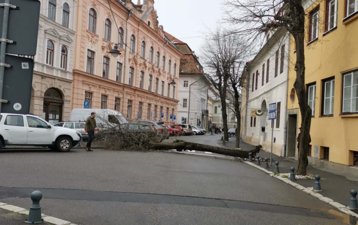 foto primăria explică de ce a tăiat patru copaci de pe magheru -„erau bolnavi” - unul a căzut pe stradă