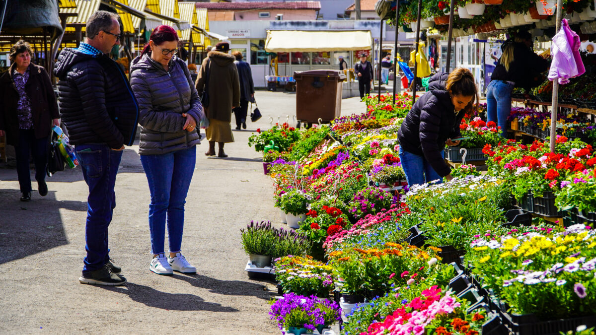 foto mii de flori, pe tarabele din piața cibin - hortensiile, mai scumpe decât anul trecut