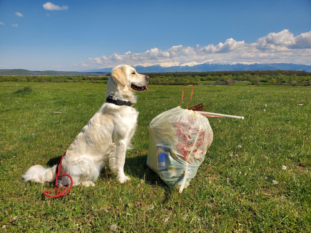 provocare lansată de o tânără pentru locuitorii din cartierul arhitecților - plimbarea cu cățelul transformată în acțiune de ecologizare