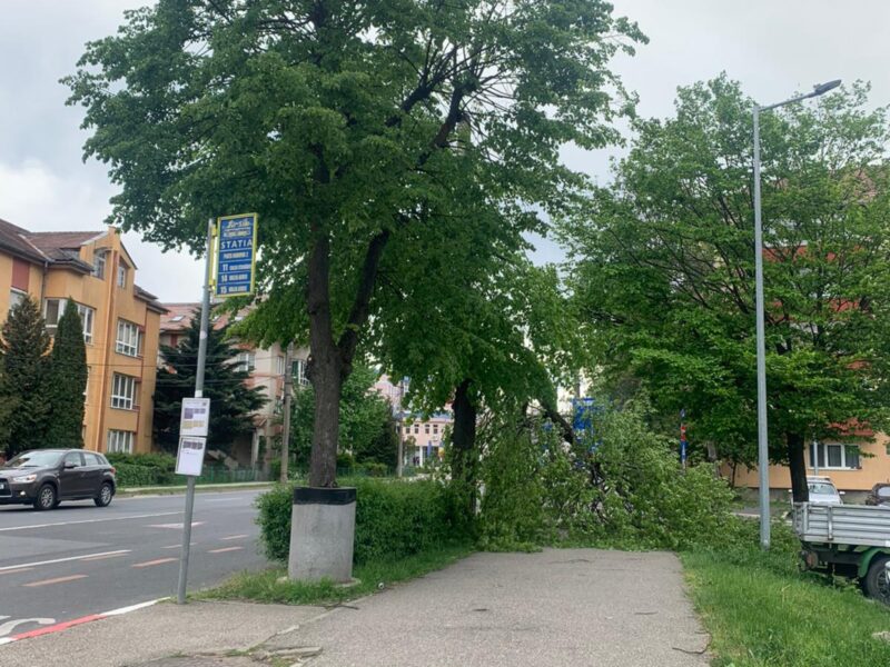 FOTO: Copac căzut pe trotuar în Sibiu - „Noroc că n-a lovit pe nimeni”