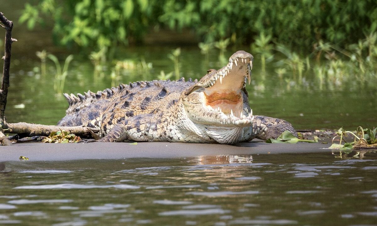 Cadavrul unui bărbat dispărut în timp ce pescuia, găsit într-un crocodil