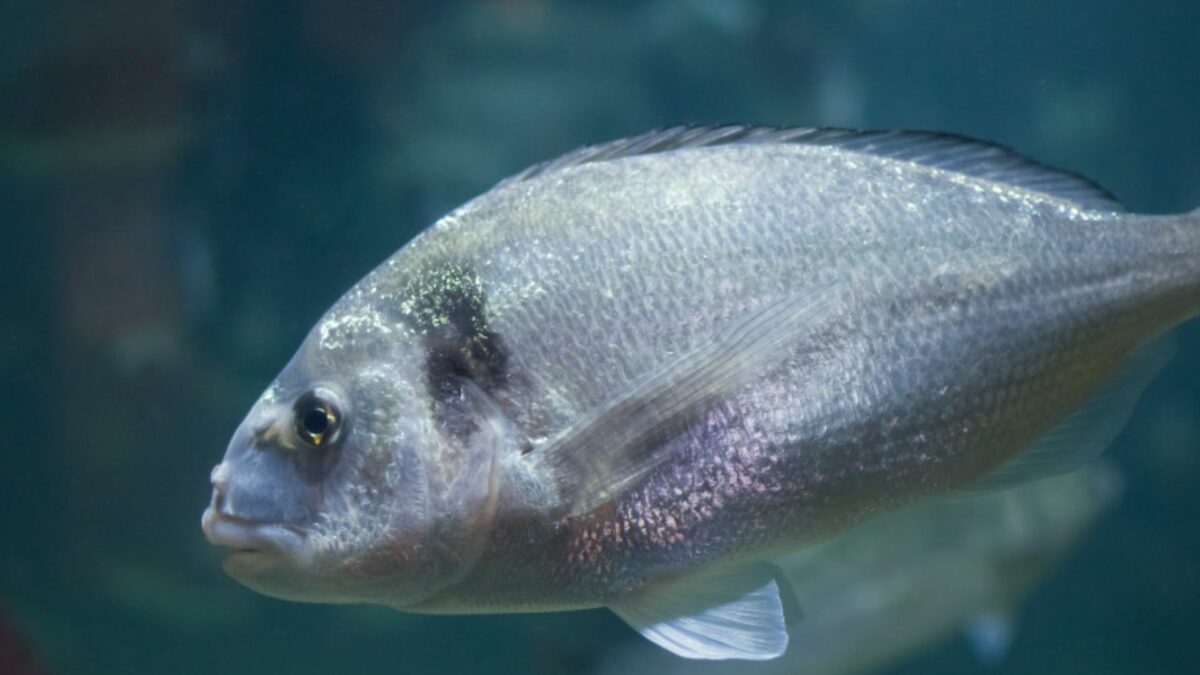 experiment unic în românia - biologii încearcă să crească dorada în marea neagră