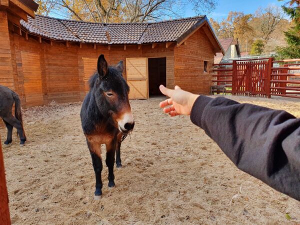 intrare gratuită la zoo sibiu pentru copii de 1 iunie - ferma animalelor are noi membri