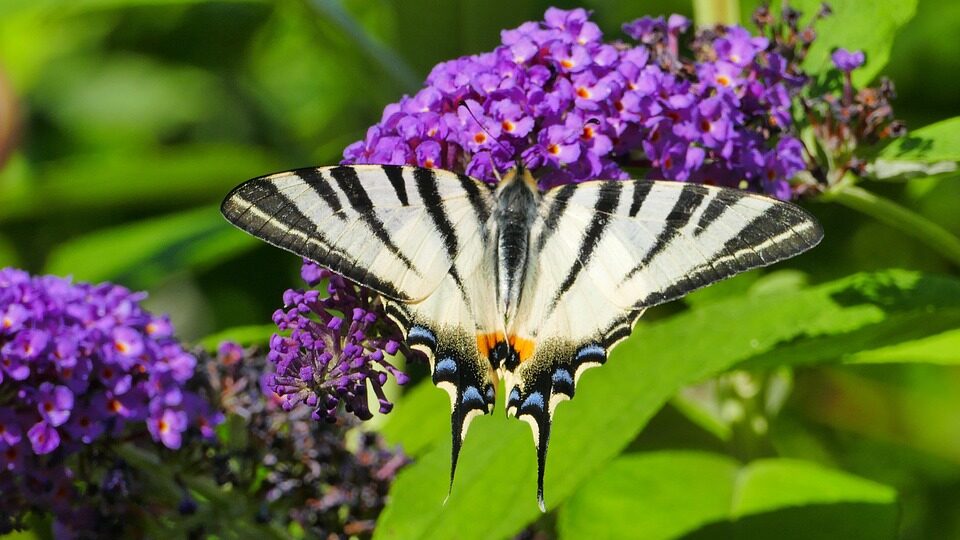 Fluturii, pe cale de dispariție în Sibiu - Folosirea pesticidelor și agricultura intensivă, principalele cauze