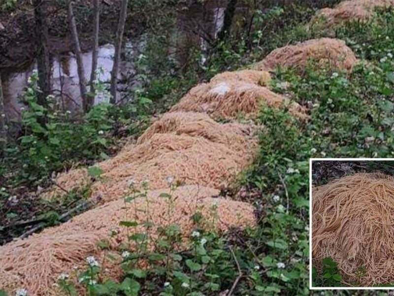 sute de kilograme de paste, găsite într-o pădure - misterul încă nu a fost deslușit