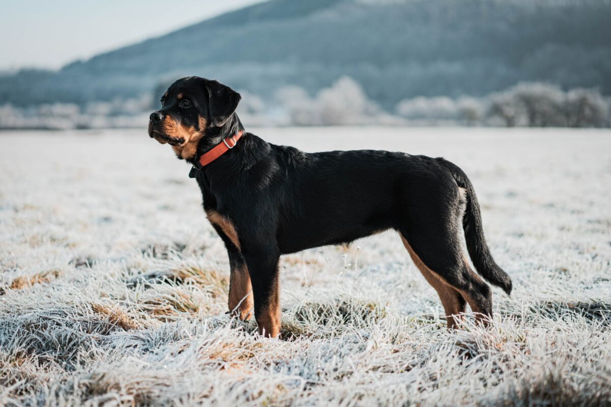 inedit concurs internațional de frumusețe pentru câini din rasa rottweiler, la palatul brukenthal avrig