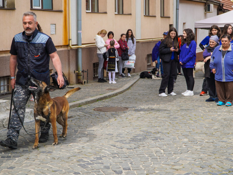 foto video târgul de ong-uri din sibiu - dresajul canin și momentele muzicale cele mai apreciate de participanți