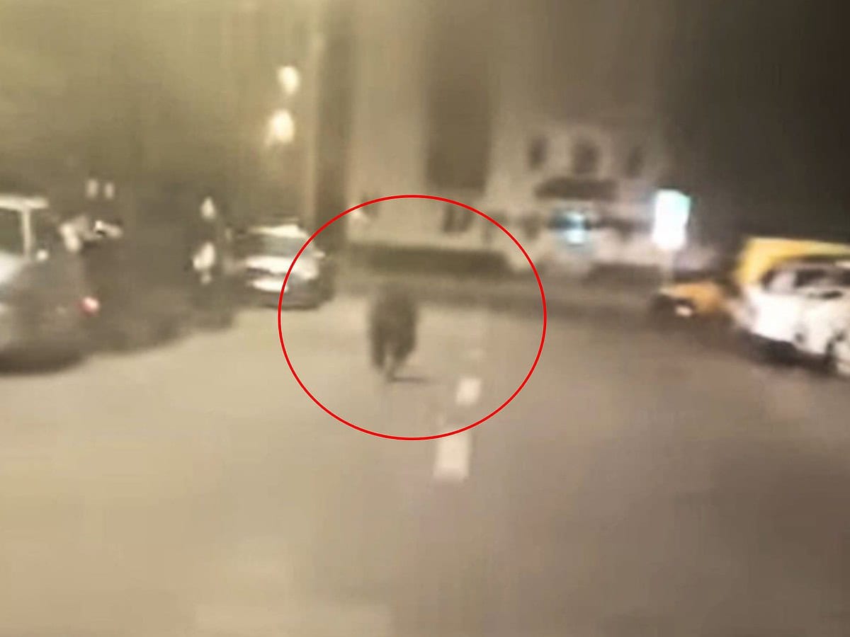video foto: autoritățile din sibiu sunt în alertă - urs văzut pe calea cisnădiei