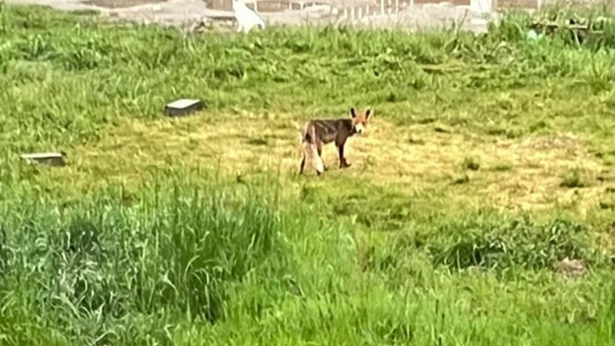 FOTO - Vulpe în Cartierul Arhitecților - Animalul a fost văzut pe strada Paul Smărăndescu