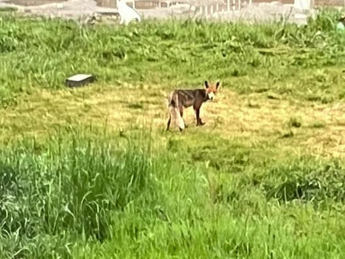 FOTO - Vulpe în Cartierul Arhitecților - Animalul a fost văzut pe strada Paul Smărăndescu