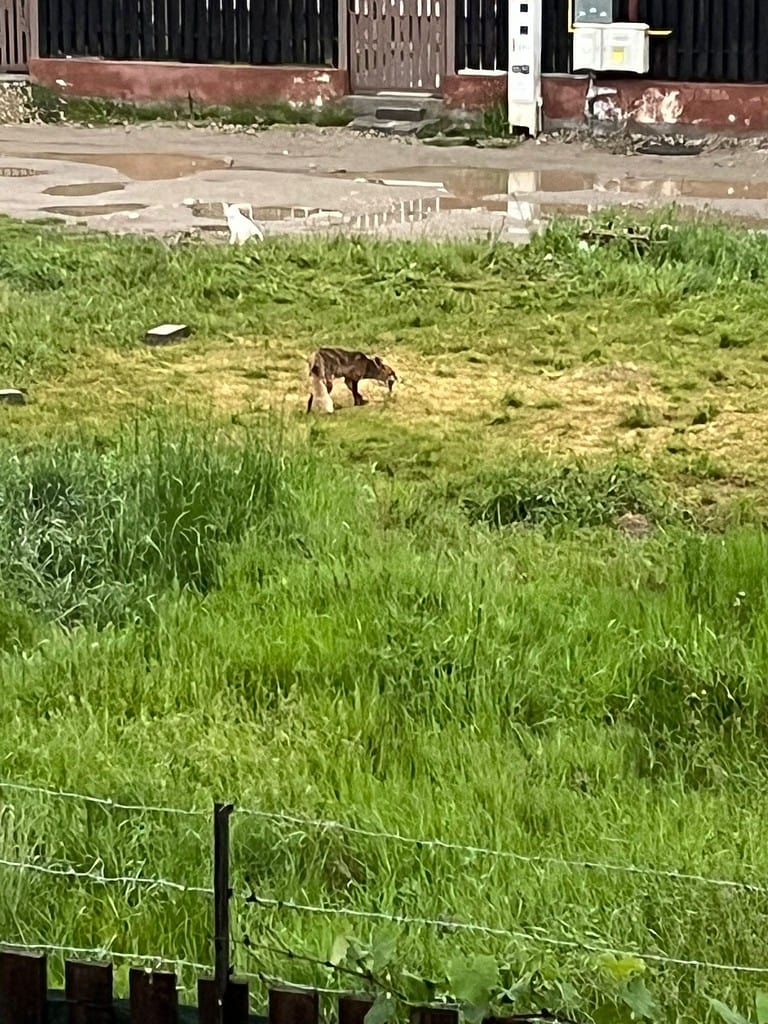 FOTO - Vulpe în Cartierul Arhitecților - Animalul a fost văzut pe strada Paul Smărăndescu