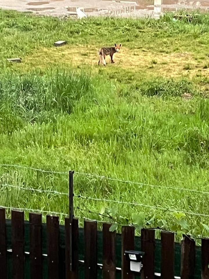 FOTO - Vulpe în Cartierul Arhitecților - Animalul a fost văzut pe strada Paul Smărăndescu