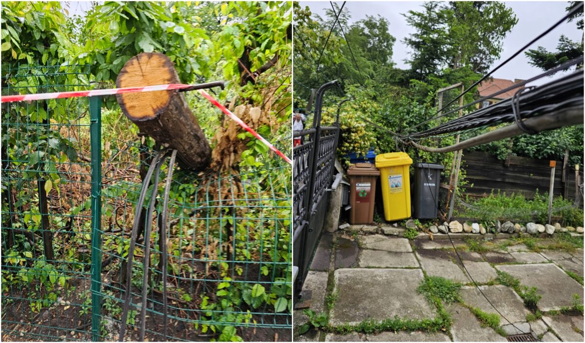 FOTO: Un copac a doborât mai multe cabluri în curtea unei sibience - „Poarta mea ține fibra optică de o săptămână”