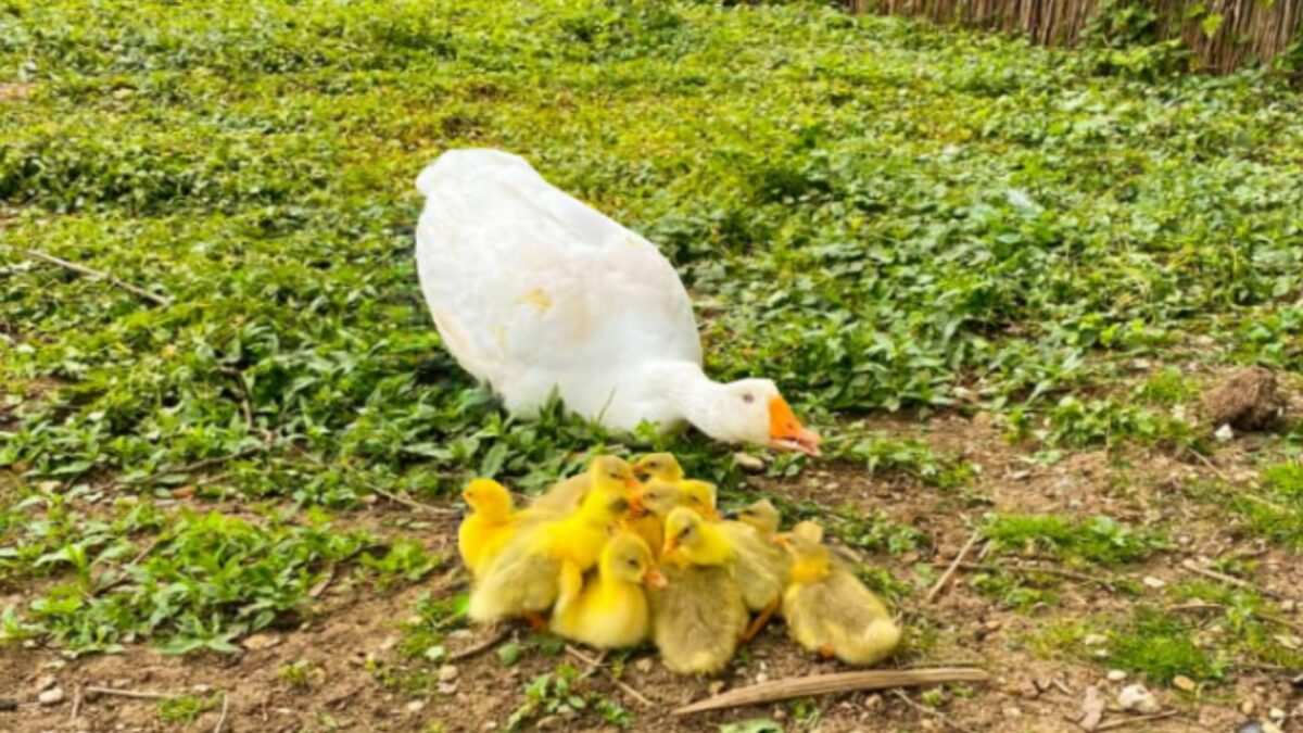 ferma animalelor de la muzeul astra s-a mărit - gâsca mărioara are zece boboci