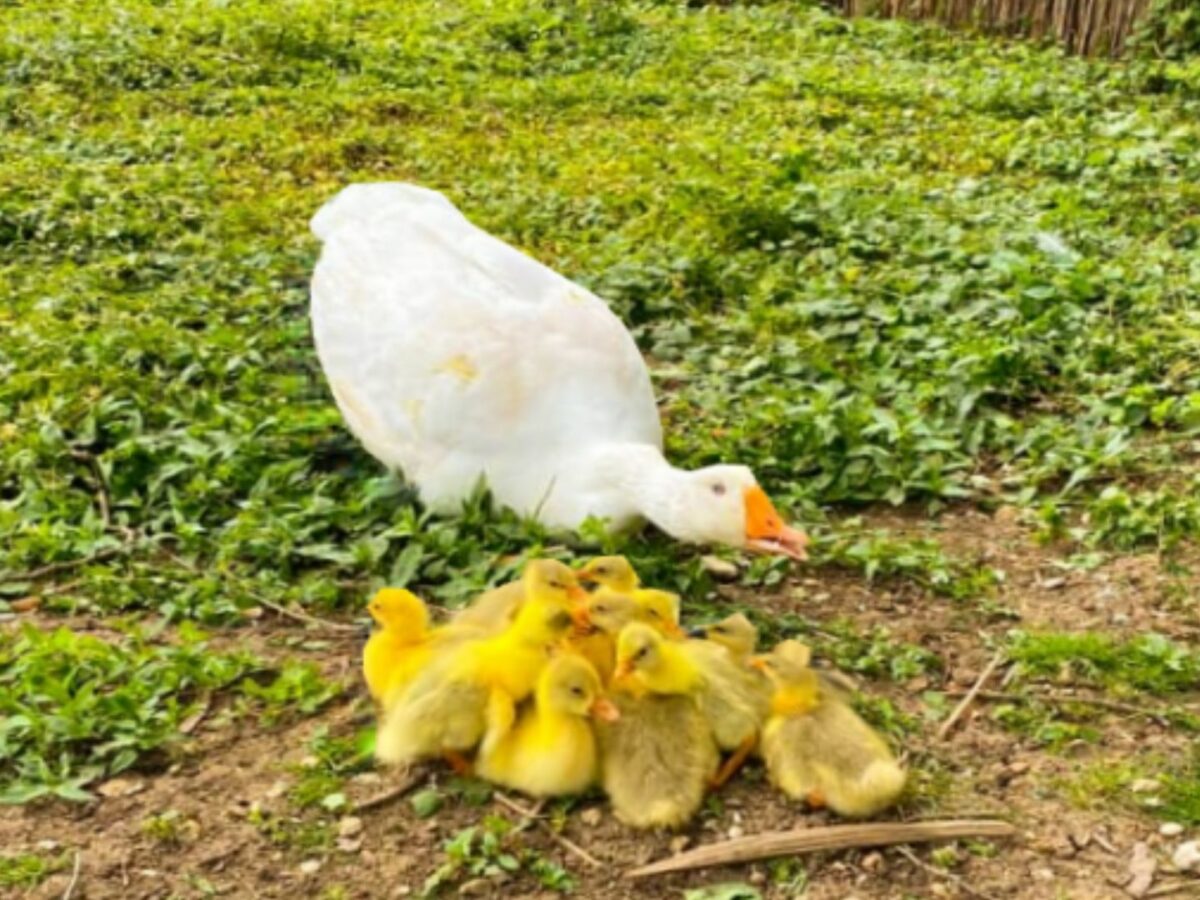 ferma animalelor de la muzeul astra s-a mărit - gâsca mărioara are zece boboci