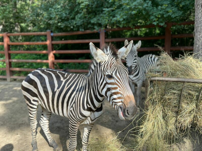 foto - o zebră, un cerb și 12 șerpi, noile atracții de la zoo sibiu