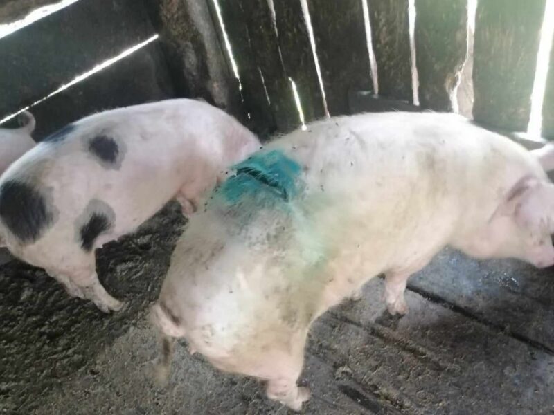 ravagii făcute de urs în satul răvășel -  a fugit cu un porc de o sută de kilograme