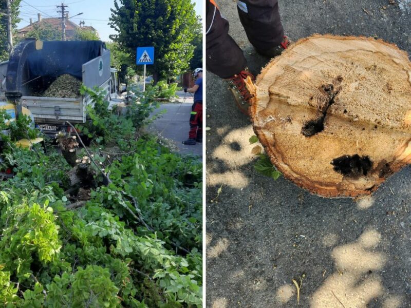 FOTO VIDEO Copaci tăiați pe strada Hochmeister, din Sibiu - Primăria spune că “exista riscul să se prăbușească”