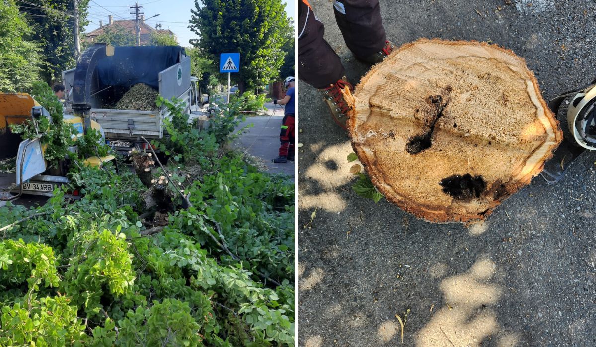 foto video copaci tăiați pe strada hochmeister, din sibiu - primăria spune că “exista riscul să se prăbușească”