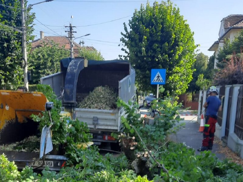 copacii tăiați pe strada hochmeister, înlocuiți cu alții mai tineri - se vor planta tei